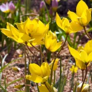 Лале Диво Силвестрис (Sylvestris)
