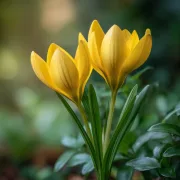 Нарцис Есенна Жълта Звезда (lutea)