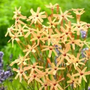 Иксия Паникулата Еос (Paniculata Eos)