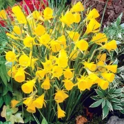Нарцис Златни Звънчета (Golden Bells bulbocodium)