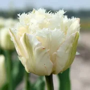 Лале Кремаво Ноордейнде (Noordeinde)