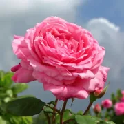 Роза Лумина - на гол корен