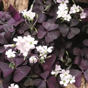 Оксалис Триъгълна Розова (Triangularis)