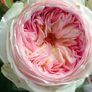 Роза Розова Мелодия (Pink Melody)