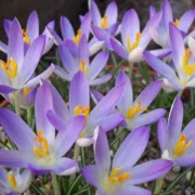 Минзухар Люлякова Красавица (Lilac Beauty Tommasinianus)