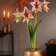 Амарилис Екзотична Звезда (Exotic star)
