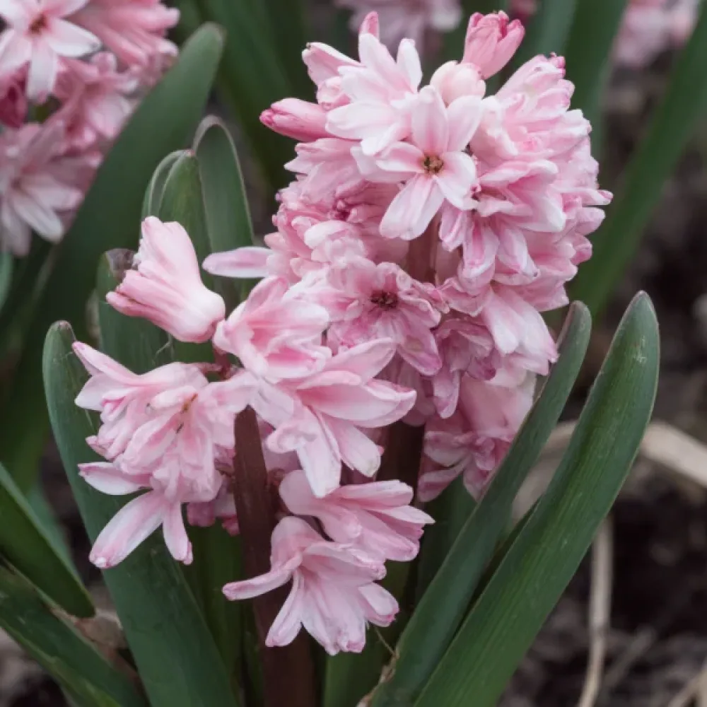 Зюмбюл Пролетна Красавица (Spring Beauty)