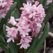 Зюмбюл Пролетна Красавица (Spring Beauty)