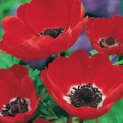 Анемоне Червена Холандия (Coronaria Hollandia)