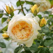 Роза Жълта Съблазън (Yellow Temptation)