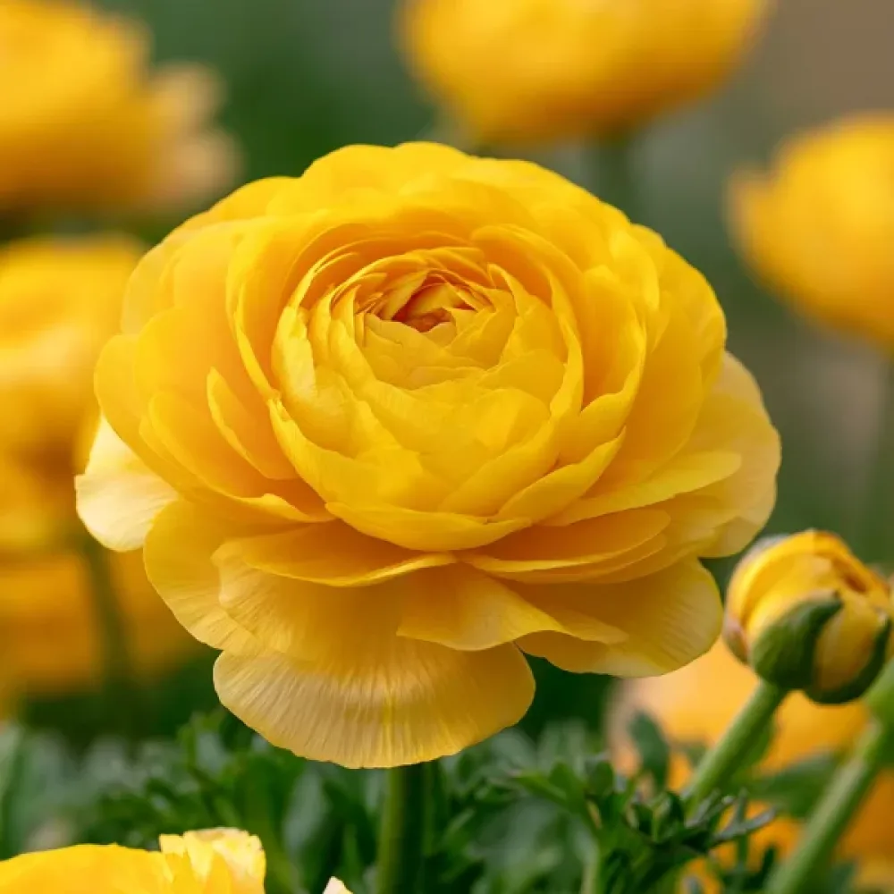 Лютиче Жълт Томер (Yellow Tomer)