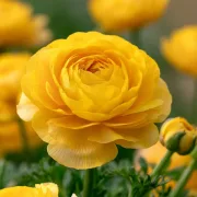 Лютиче Жълт Томер (Yellow Tomer)