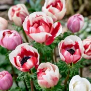 Анемоне Двуцветен Дует (Bicolor Duet Coronaria)