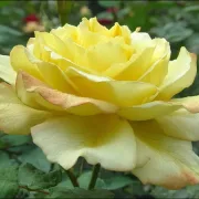 Роза Лъчисто Злато   - на гол корен