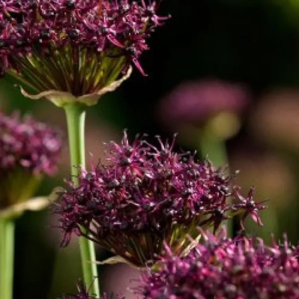 Лук Тъмнопурпурен (Atropurpureum)