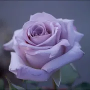 Роза Цъфтяща Симфония - на гол корен