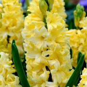 Зюмбюл Кремава Кралица (Yellow Queen)