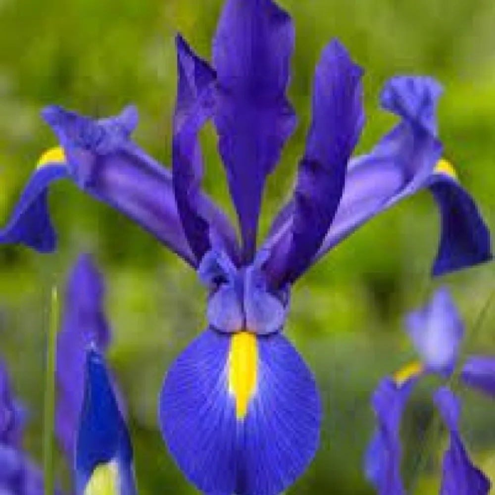 Ирис Синя Магия (Blue Magic Hollandica)