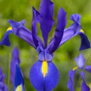 Ирис Синя Магия (Blue Magic Hollandica)