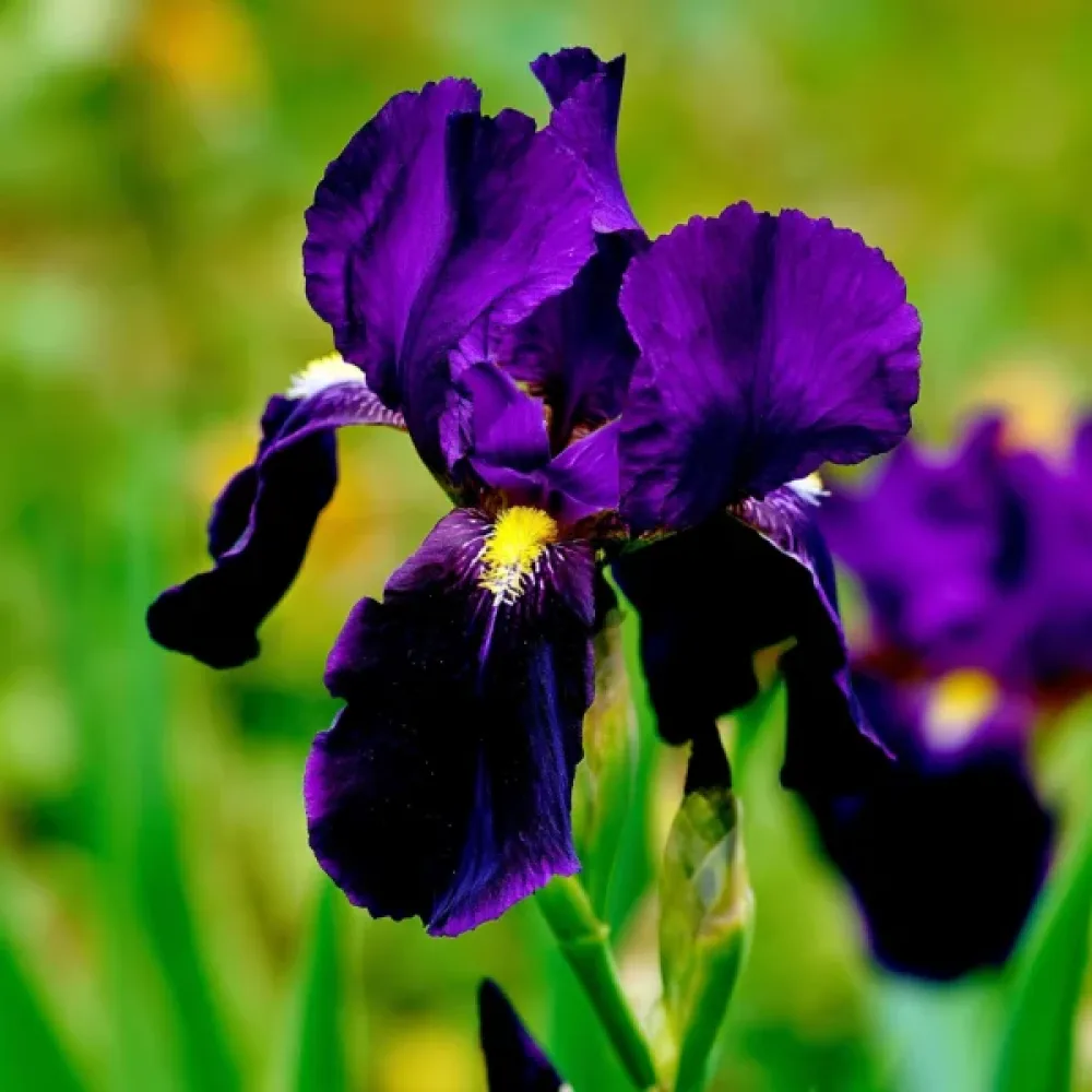 Ирис Лилава Сензация (Purple Sensation Hollandica)