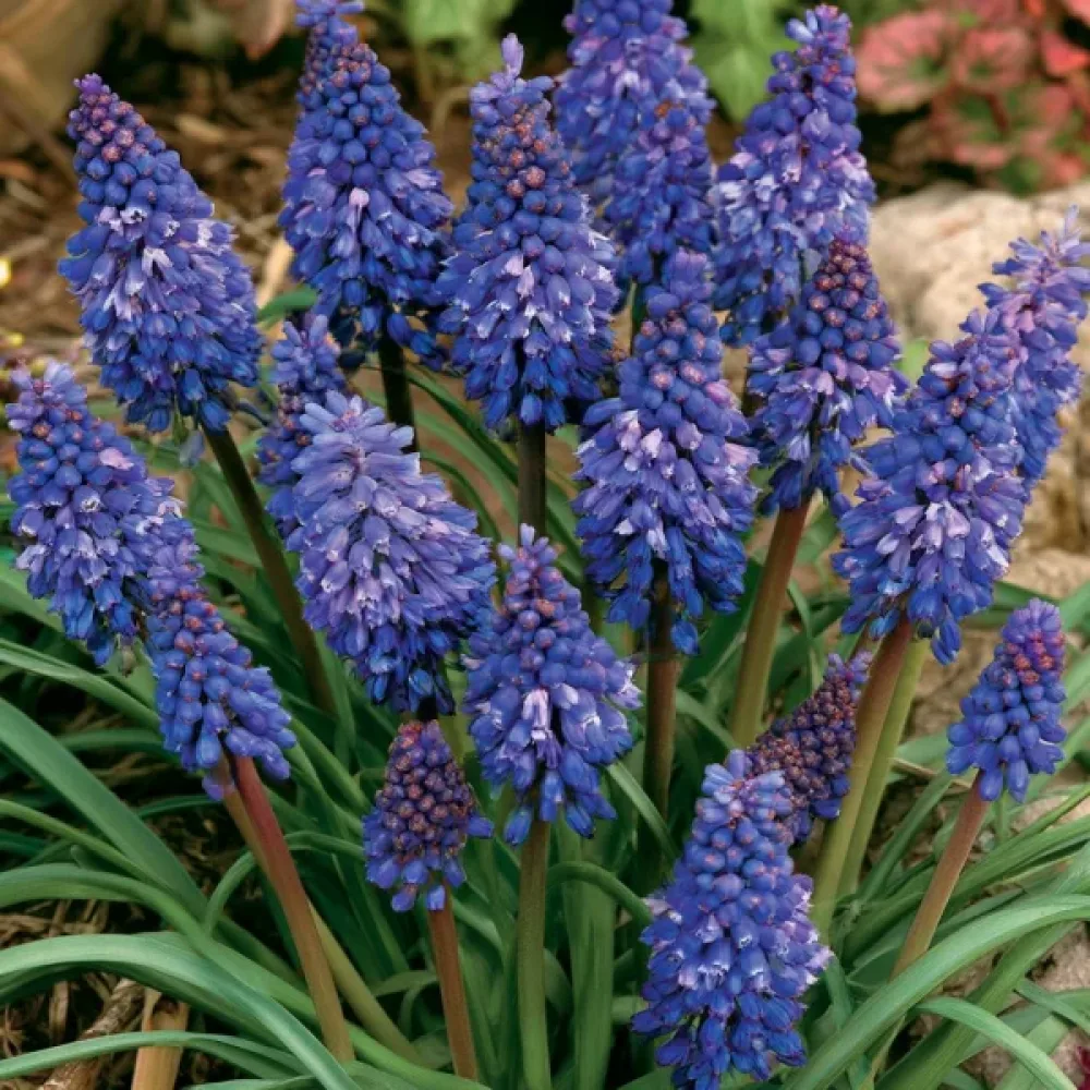 Мускари Син Шип (Blue Spike Armeniacum)
