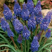 Мускари Син Шип (Blue Spike Armeniacum)