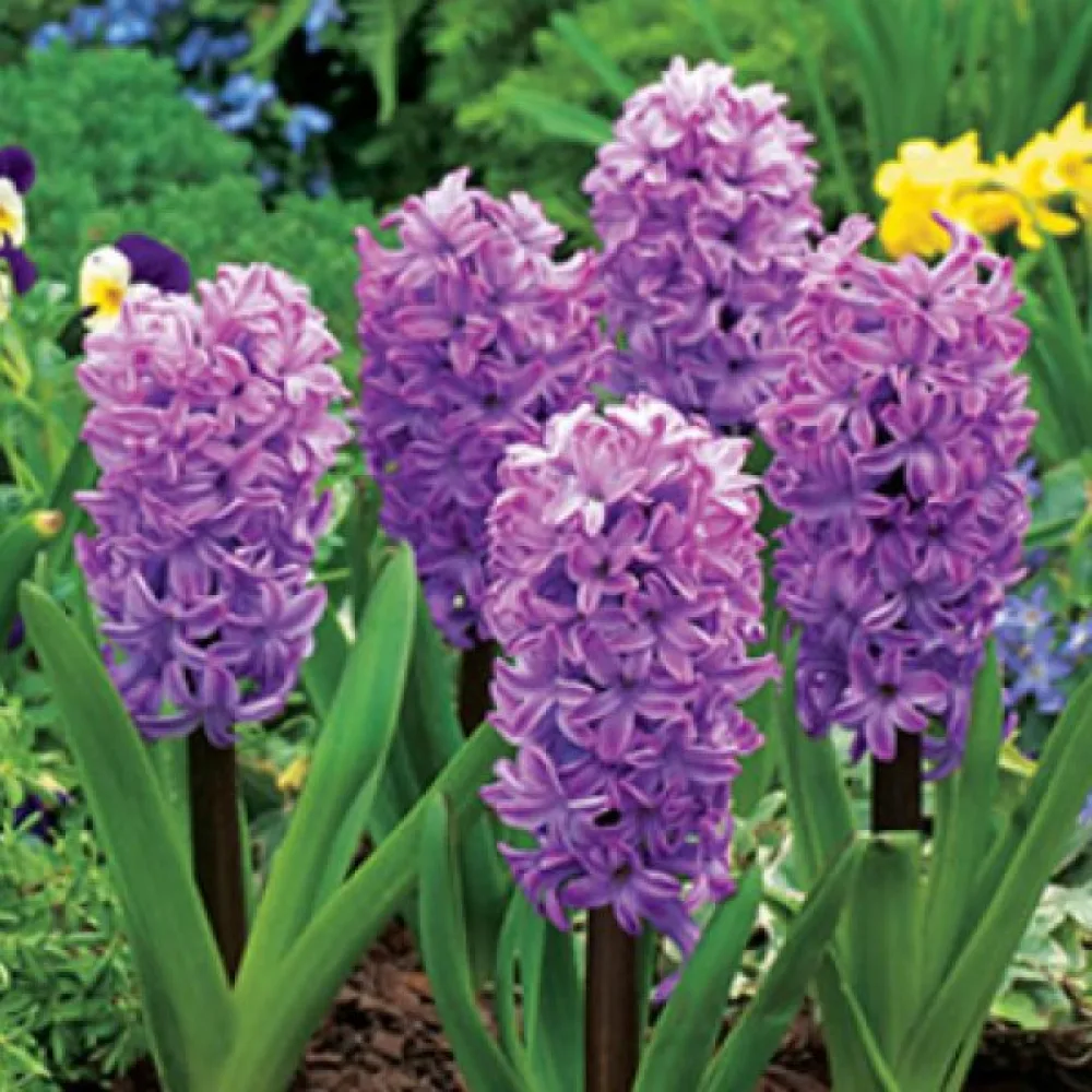 Зюмбюл Лилава Корнелия (Splendid Cornelia)