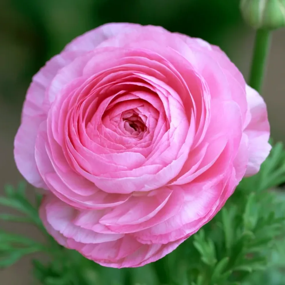 Лютиче Розов Томер (Pink Tomer)