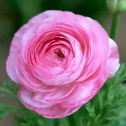 Лютиче Розов Томер (Pink Tomer)