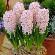 Зюмбюл Розов Китай (China Pink)