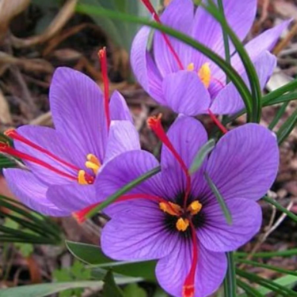 Минзухар Шафранов (Sativus Organic)
