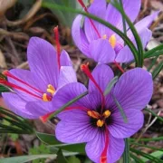 Минзухар Шафранов (Sativus Organic)
