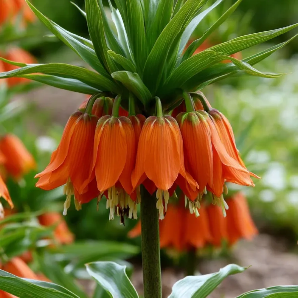 Фритилария Оранжева Аврора (Aurora Imperialis)