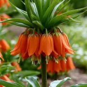 Фритилария Оранжева Аврора (Aurora Imperialis)