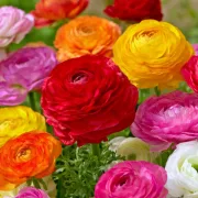 Лютиче Пъстър Томер (Mixed Tomer)