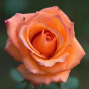 Роза Оранжев Огън (Orange Blaze)