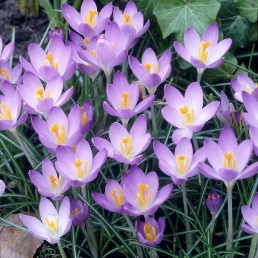 Минзухар Лилав Бар (Barrs Purple Tommasianus)