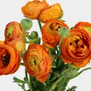Лютиче Оранжево (orange)