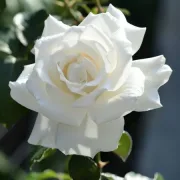 Роза Снежна Сфера - на гол корен
