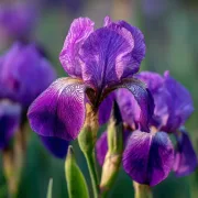 Ирис Лилаво Откритие (Discovery Purple)
