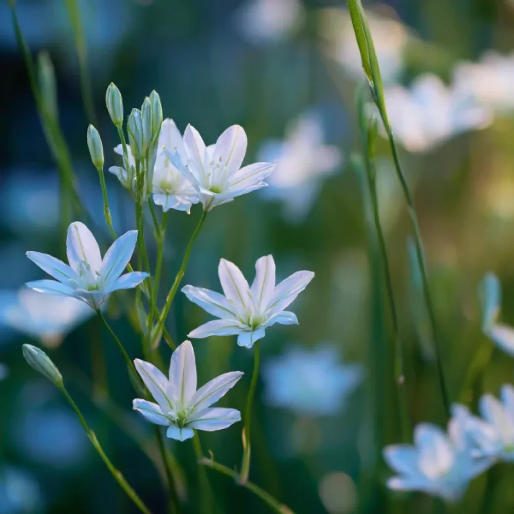 Трителия Лилава Звезда (Hyacinthina)