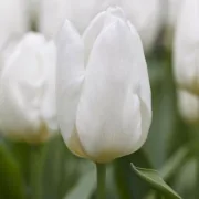 Лале Бял Принц (White prince)