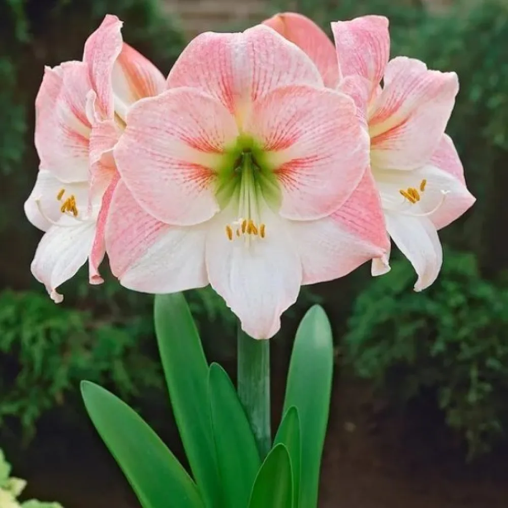 Амарилис Ябълков Цвят (Appleblossom)