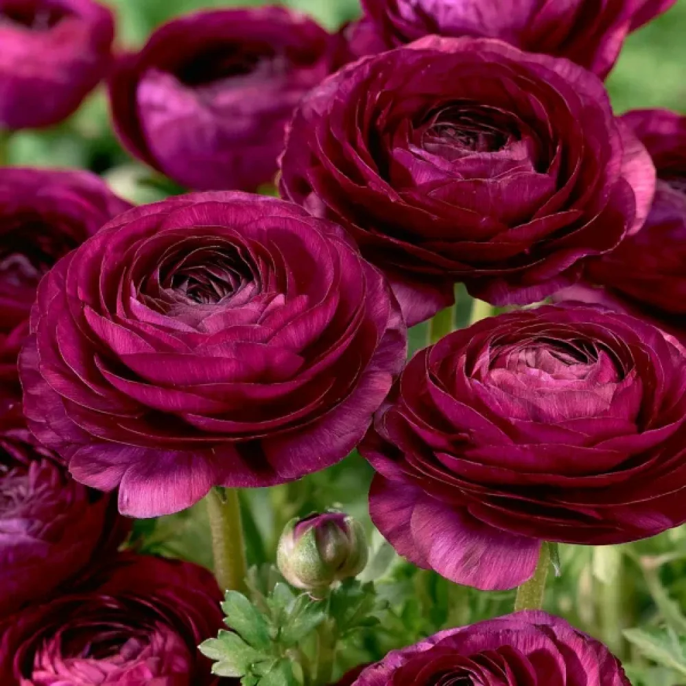 Лютиче Лилав Томер (Purple Tomer)