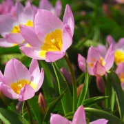 Лале Розов Саксатилис (Saxatilis)