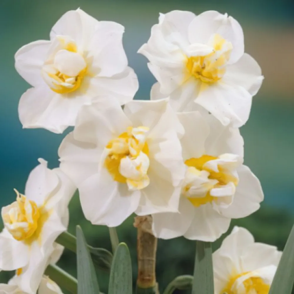 Нарцис Бяло Щастие (White Cheerfulness)