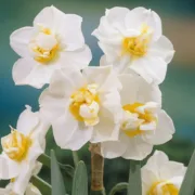 Нарцис Бяло Щастие (White Cheerfulness)