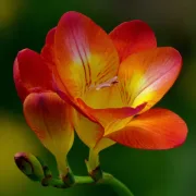 Фрезия Оранжева Класик (Orange Single)
