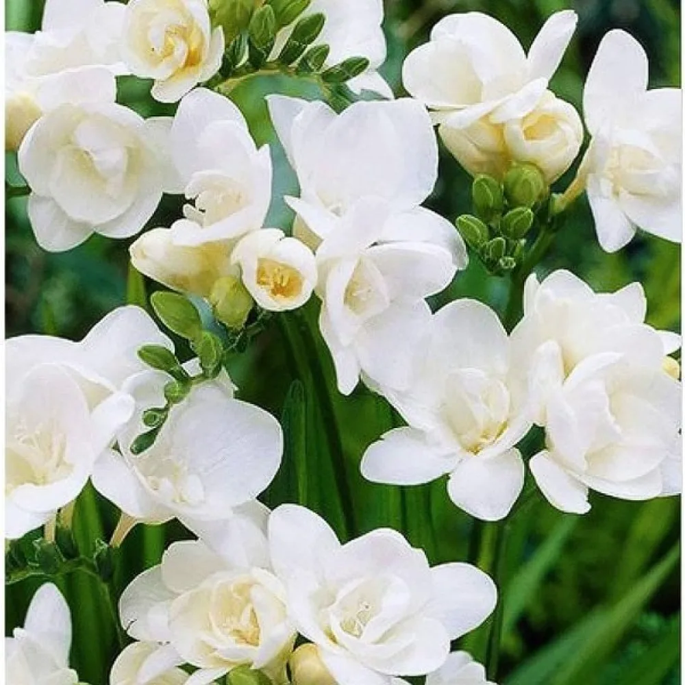 Фрезия Бял Воал (Double white)
