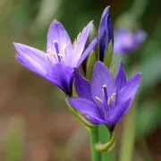 Иксиолирион Лилава Звезда (tataricum Pallasii)